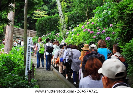 KAKAMAKURA, JAPAN -JUNE 18: Many people come to see the blooming of Hydrangea flowers at Hasedera temple on June 18, 2014 in Kamakura, Japan.