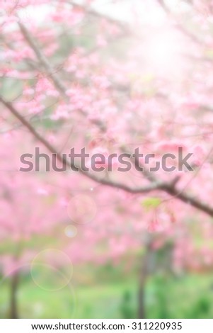 Abstract blur and soft Pink sakura background