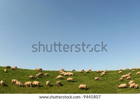Sheeps on a hill near Hamburg