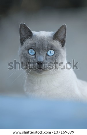 blue eyed cat