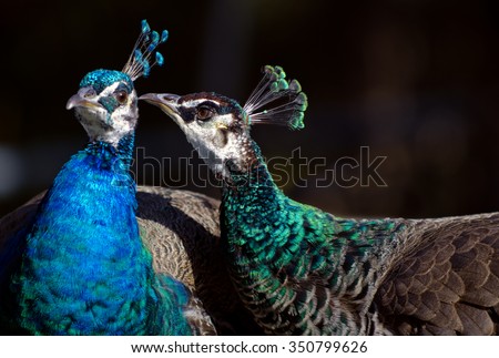 Male and female peacock telling each other a secret