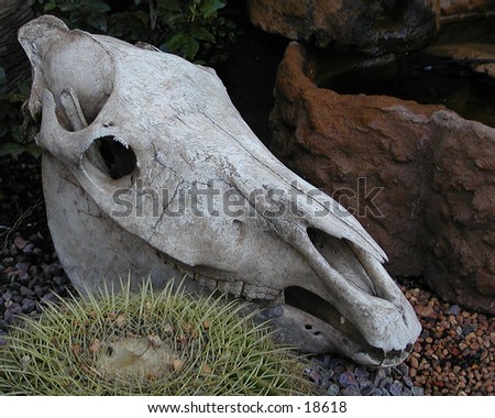Skull in a bed of rocks and cactus.