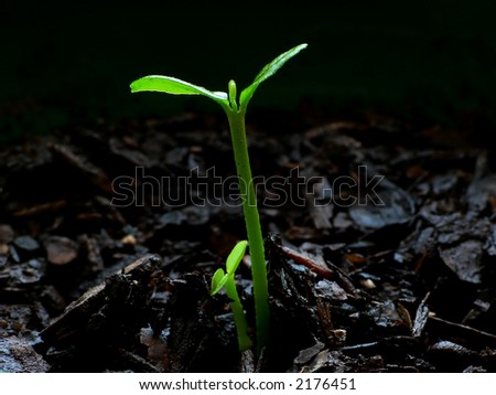 A clementine seedling with five small leaves - two days\' growth