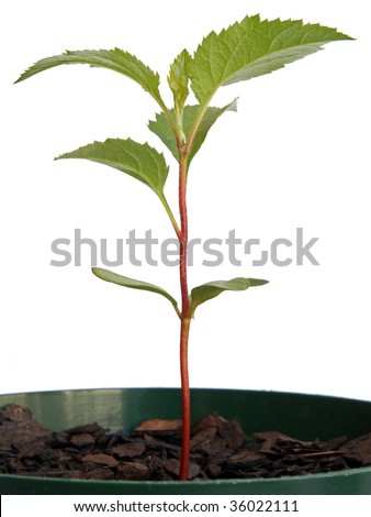 Apple seedling, approximately six weeks after germination