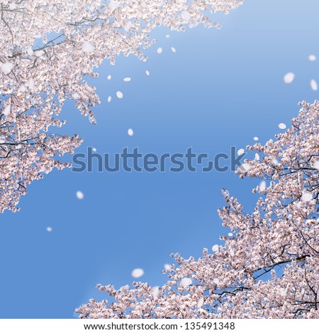 Shower of falling cherry blossom petals
