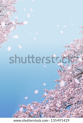 Shower of falling cherry blossom petals