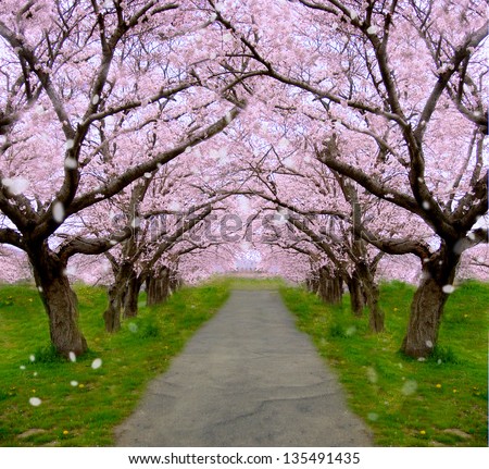 Cherry tree   Shower of falling cherry blossom petals