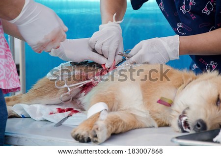 veterinarian sterilization operation on dog,
