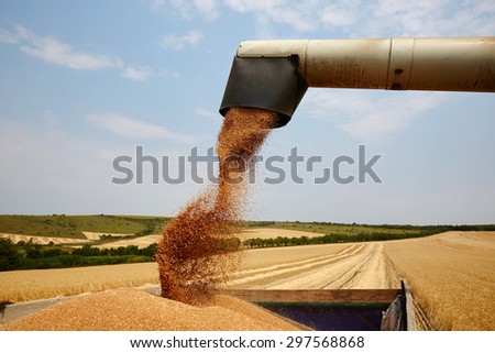 Combine harvester unloads wheat grain into the tractor trailer.