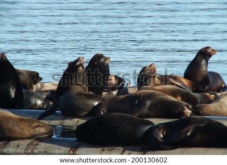 The Sea Lions of Fanny Bay on Vancouver Island British Columbia Canada