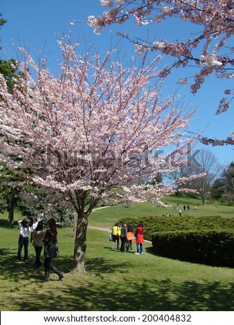 TORONTO - Spring cherry blossoms in High Park on April 13, 2012. The Sakura cherry trees attract thousands of visitors each spring.
