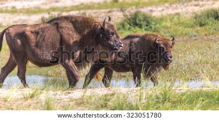 European Bisons roaming the Dutch dunes\
A pair of Bison\'s in the Dutch coastal dunes are looking for fresh feeding grounds