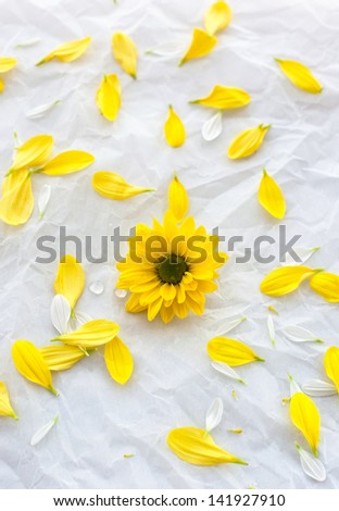 Single yellow flower chrysanthemum on white paper background with petals around, top view