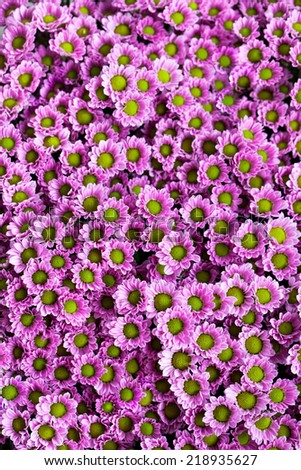 A lot of small purple chrysanthemums as a background