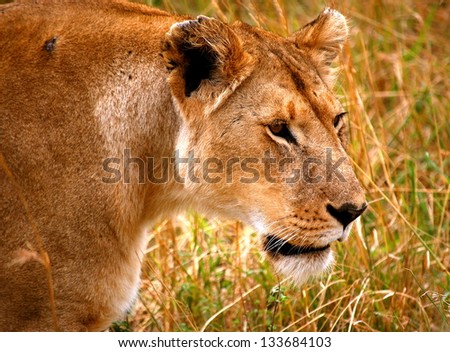Stalking African Lion