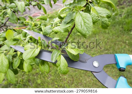 Scissors for cutting tree limbs made of iron. Scissors cut a tree branch Plum