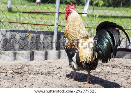 Young rooster on the farm. The farm is fenced