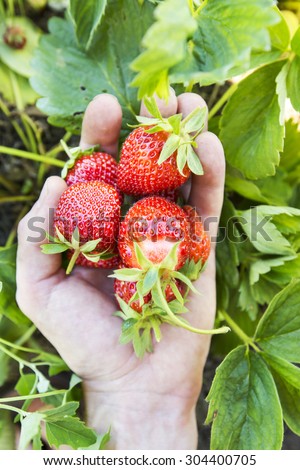 strawberry in hand on a background of strawberry leaves