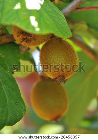 Kiwi fruit ripening on a tree