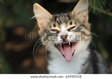 Kitten Yawning