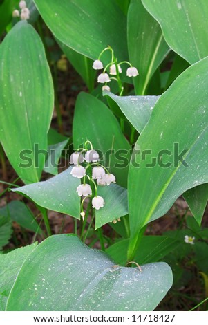 Lily of the valley. Russian nature, wilderness world.