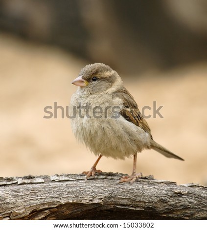 Sparrow. Russian nature, wilderness world.