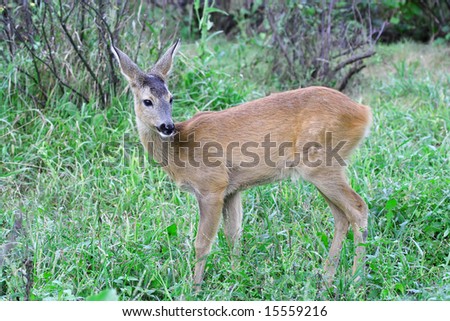 Roe deer. Russian nature, wilderness world.