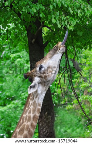 Giraffe. Russian nature, wilderness world.