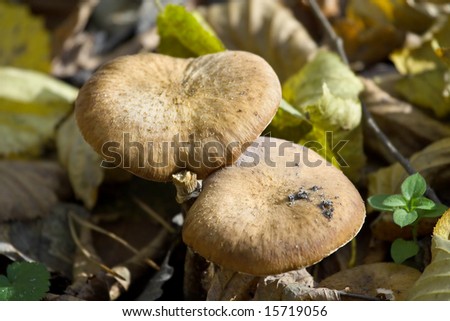 mushroom at the forest. Russian nature