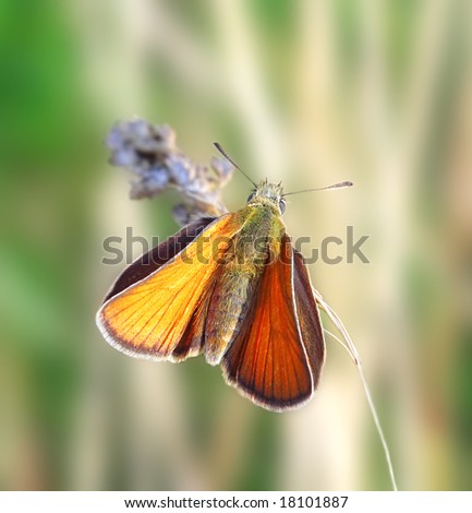 Orange butterfly on the blade. Russian nature, wilderness world.