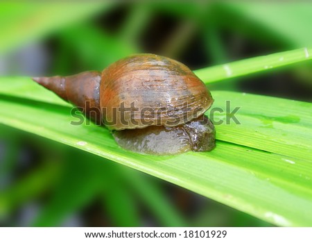 Snail on the grass. Russian nature, wilderness world.