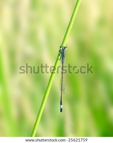 Dragonfly. Russian nature, wilderness world.