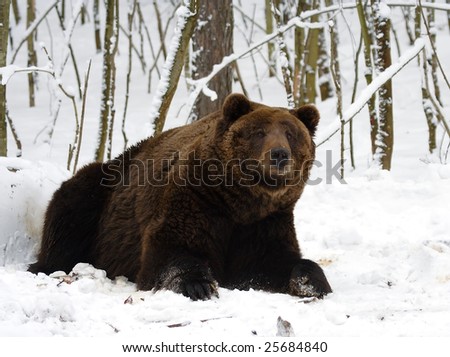 bear hunting at the winter forest