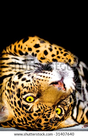 Portrait of the jaguar over the black background