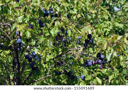Ripe blue plum on the branches of a tree in the garden