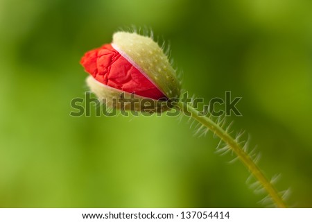 Red poppy blossom opening in a red clover field field