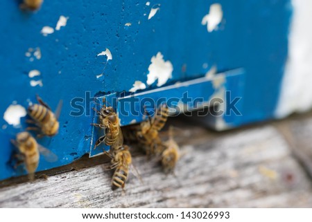 Bees in front of a blue hive