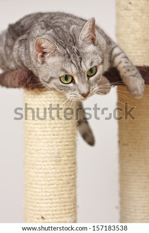 Light grey tiger (silver mackerel tabby) cat playing on the scratch post platform.
