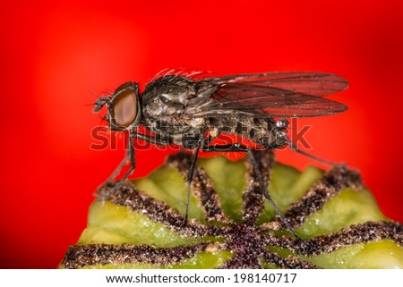 Fruit fly on a poppy blossom