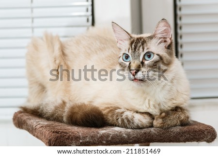 Birman cat male lying on the top of the scratching post