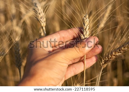 Hand holding the ripe wheat ear