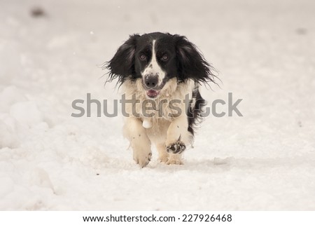 Happy black and white dog running in the snow in late afternoon sun
