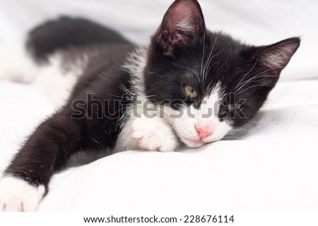 Sleepy black and white kitten laying on the bed
