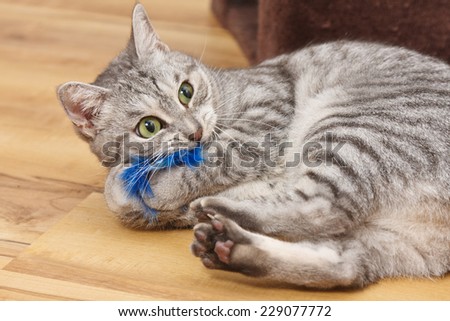 Bengal cat playing with a blue fluffy toy