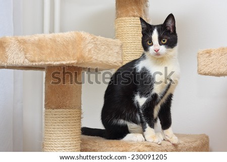 Close-up of a three months old black and white  kitten playing with a rope toy on the top of the scratching post.