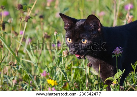 Fourteen weeks old black kitten playing in grass in a hot late afternoon sun.