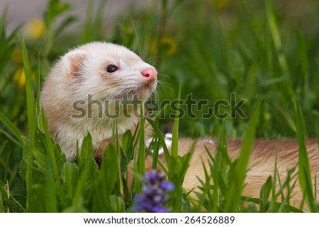 Ferret with a pet collar on a leash in the grass