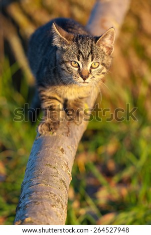Ten weeks old tiger (tabby) kitten playing on a branch in the late afternoon sun