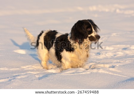 Happy black and white dog standing in the snow in late afternoon sun