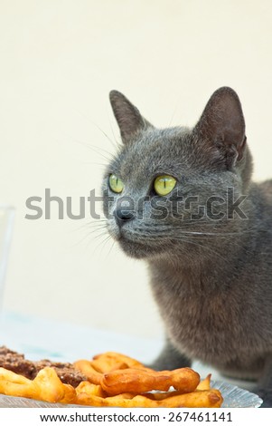 Gray cat with yellow eyes over the desert filled plate on the table